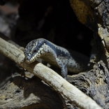 V Zoo Brno se rozmnožil vzácně chovaný druh australského scinka